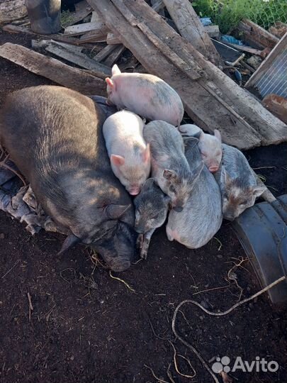 Свинья, кобанчики на племя