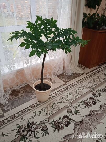 Пальма аморфо фаллос