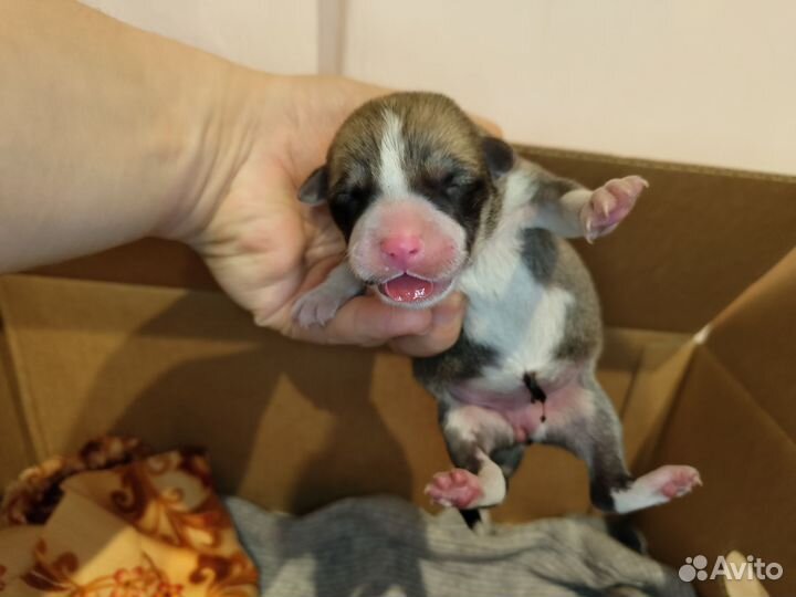 Щенки бесплатно