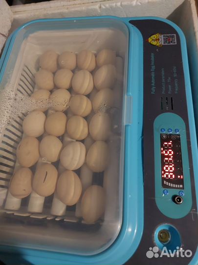 Инкубационное яйцо, цыплята Кучинская юбилейная