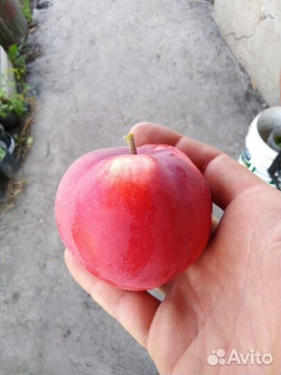 Саженцы плодовых деревьев