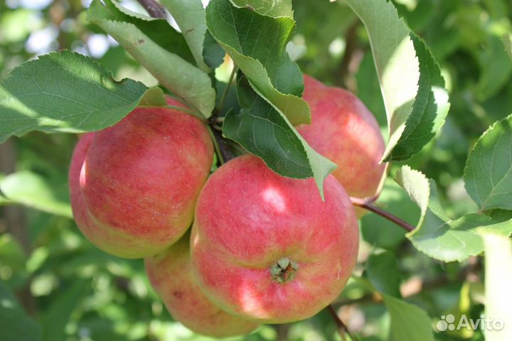 Саженцы. Многолетние, плодово-ягодные культуры