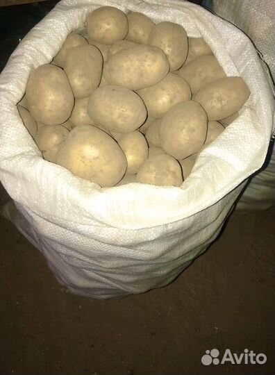 Семенная картошка