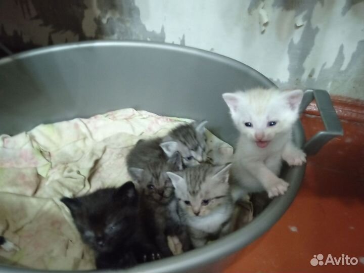 Котята в добрые руки