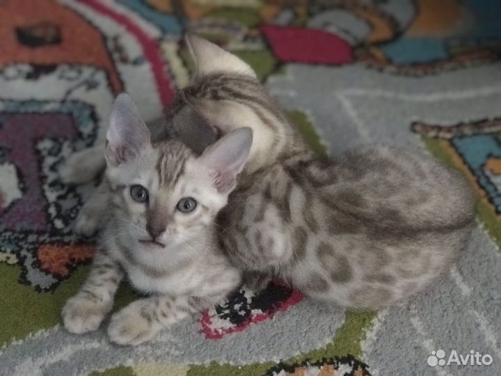 Бенгальские котята