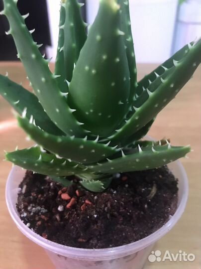 Алоэ Перфолиата