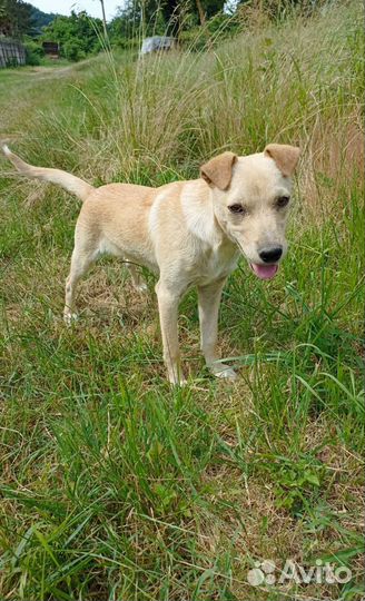 Щенки ищут дом