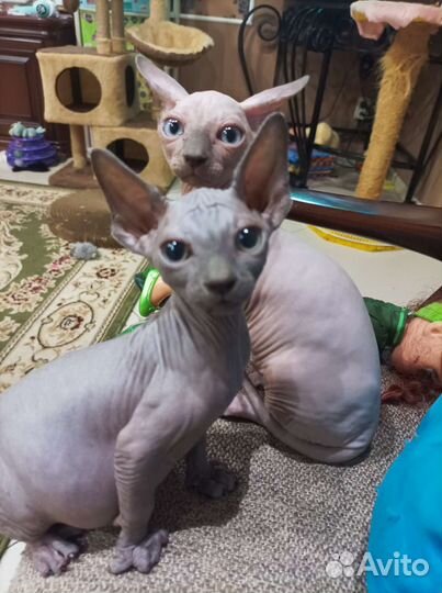 Канадский сфинкс