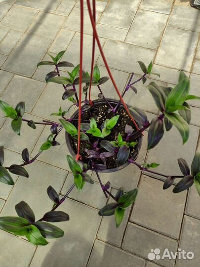 Редкий сорт традесканции