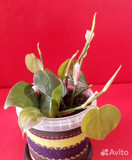 Филодендрон