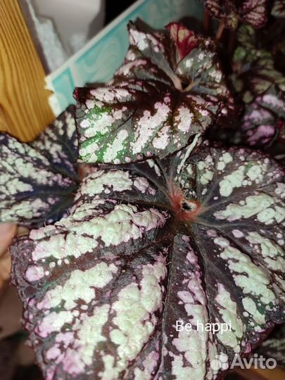 Бегония декоративно лиственная