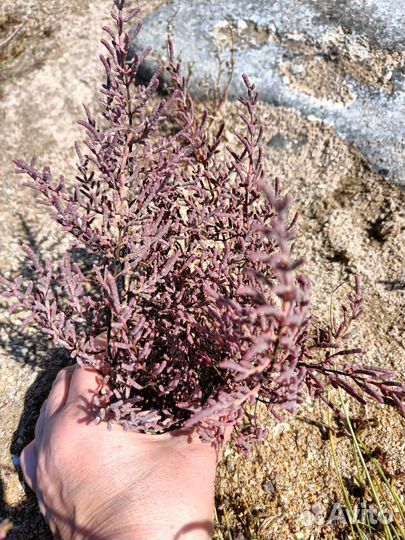 Растения для солончаков, рокариев, бесплодных почв