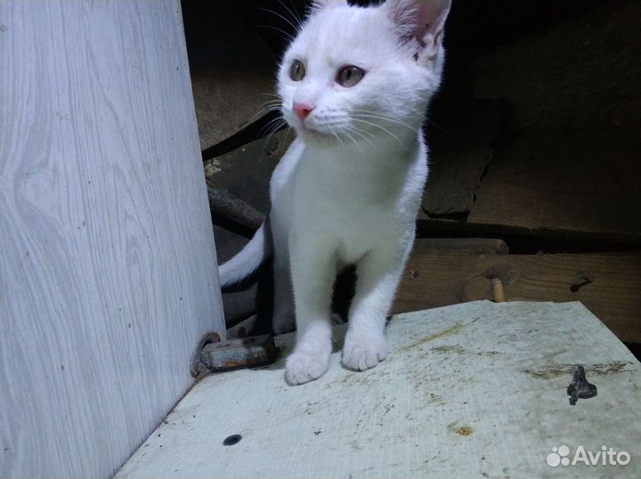 Котик и кошечка