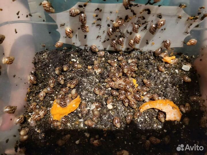 Улитки ахатины ретикулята,детёныши 26 дней