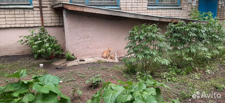 Кошки и котята в добрые руки