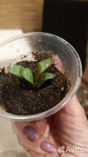 Суккуленты цветы