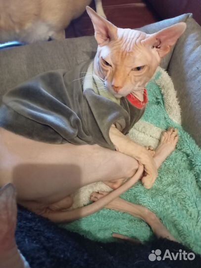 Донской сфинкс вязка