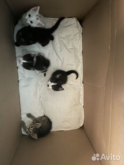 Отдам в добрые руки