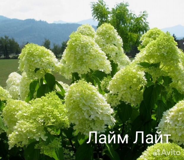 Гортензия метельчатая