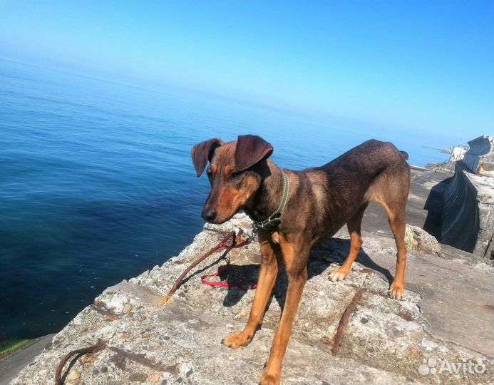 Собака бесплатно