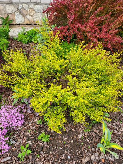 Растения на альпийскую горку