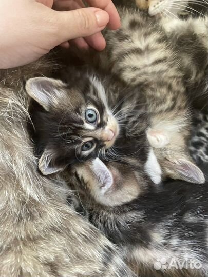 Котятки