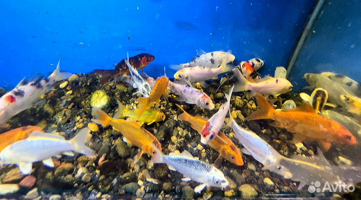 Карп кои в наличии