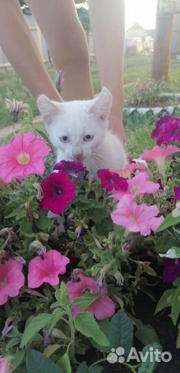 Котята не породистые