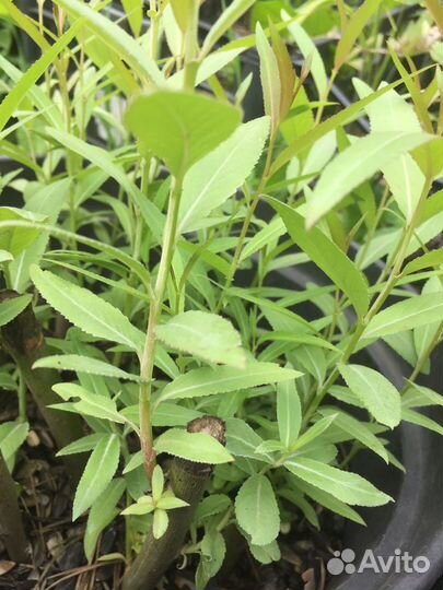 Ива шаровидная остаток 120шт