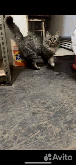 Котик в добрые руки