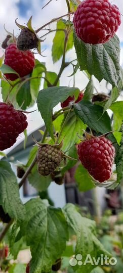 Саженцы малины