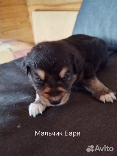 Отдам щенят ) очень добрые жду хозяина