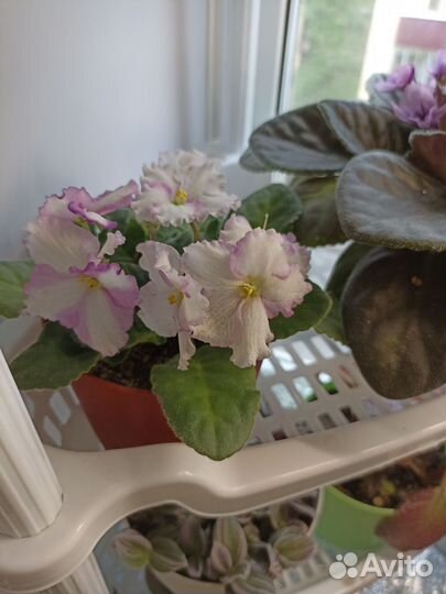 Фиалка, хойи, пепероми, сингониум