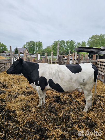 Корова дойная