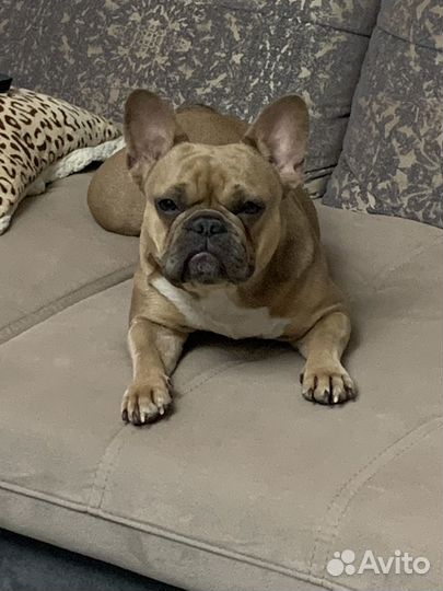 Французский бульдог