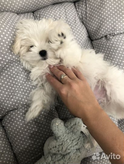 Передержка собак