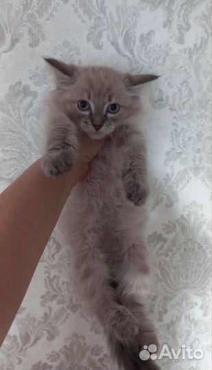 Невская маскарадная