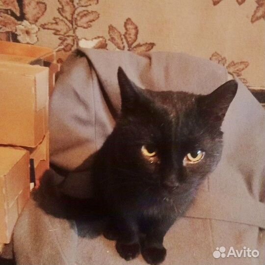 Кот в добрые руки