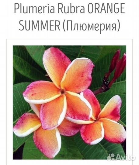Семена плюмерии