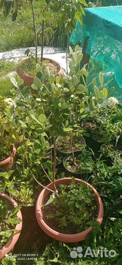 Саженцы фейхоа