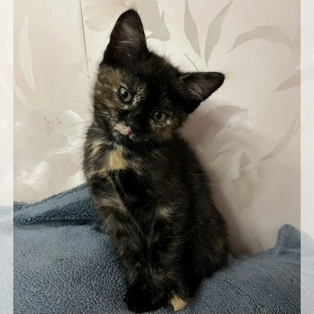Котёнок в добрые руки