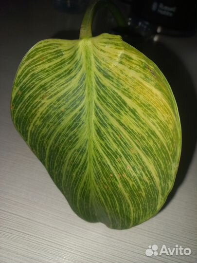 Филодендрон биркин