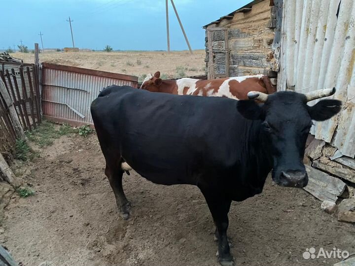 Корова с теленком