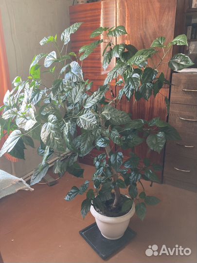 Китайская роза