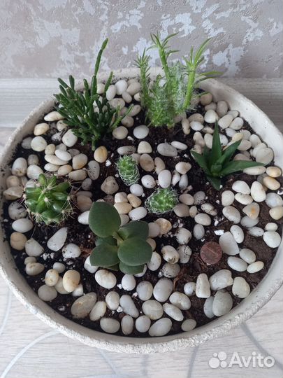 Кактусы и суккуленты, мини сад (флорариум)