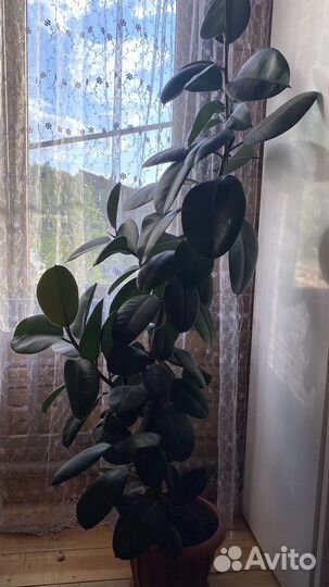 Фикус бенджамина