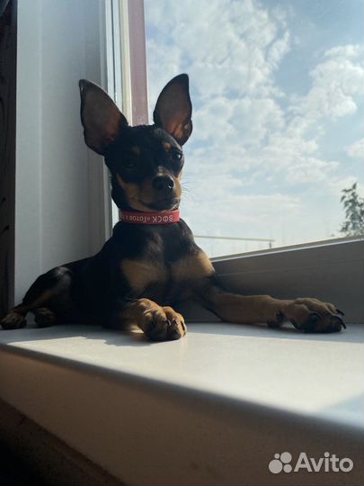 Той-терьер девочка