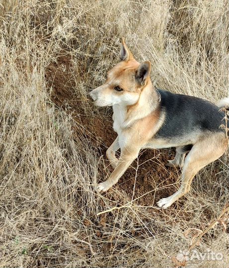 Пёс в добрые руки