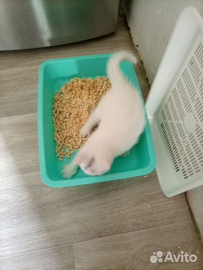 Турецкая ангора