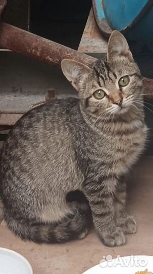 Котик в добрые руки